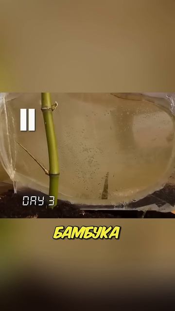#пыткабамбуком #научныйэксперимент #сможетлибамбукпрорастисквозьчеловека #rutube