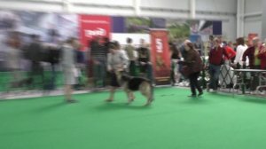 Моншер Вирсаль Фореста