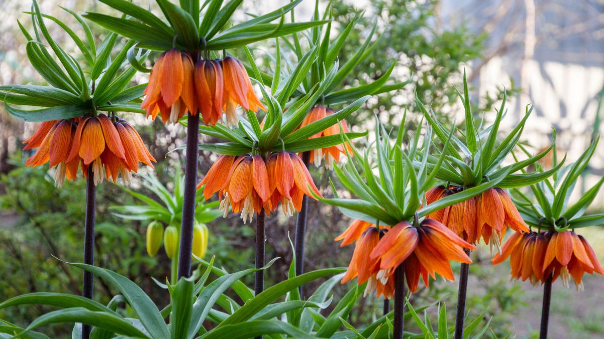 Императорский рябчик нашего сада