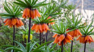 Императорский рябчик нашего сада