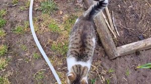 MOV_20260426_103252_803.mp4 Огородные дела