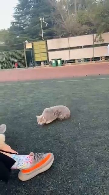 Коты-интроверты