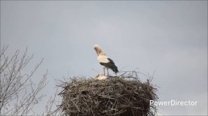 Аисты в Липецкой области 25.04.26