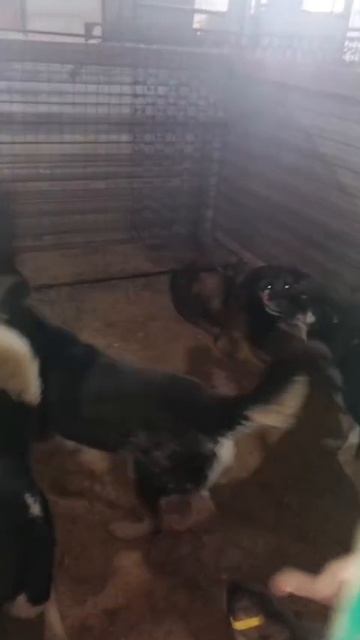 Посмотрите в их глаза, услышьте их крик..Они кидаются к людям за помощью, они ждут из последних сил.