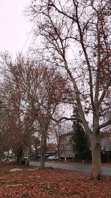 Платан кленолистный