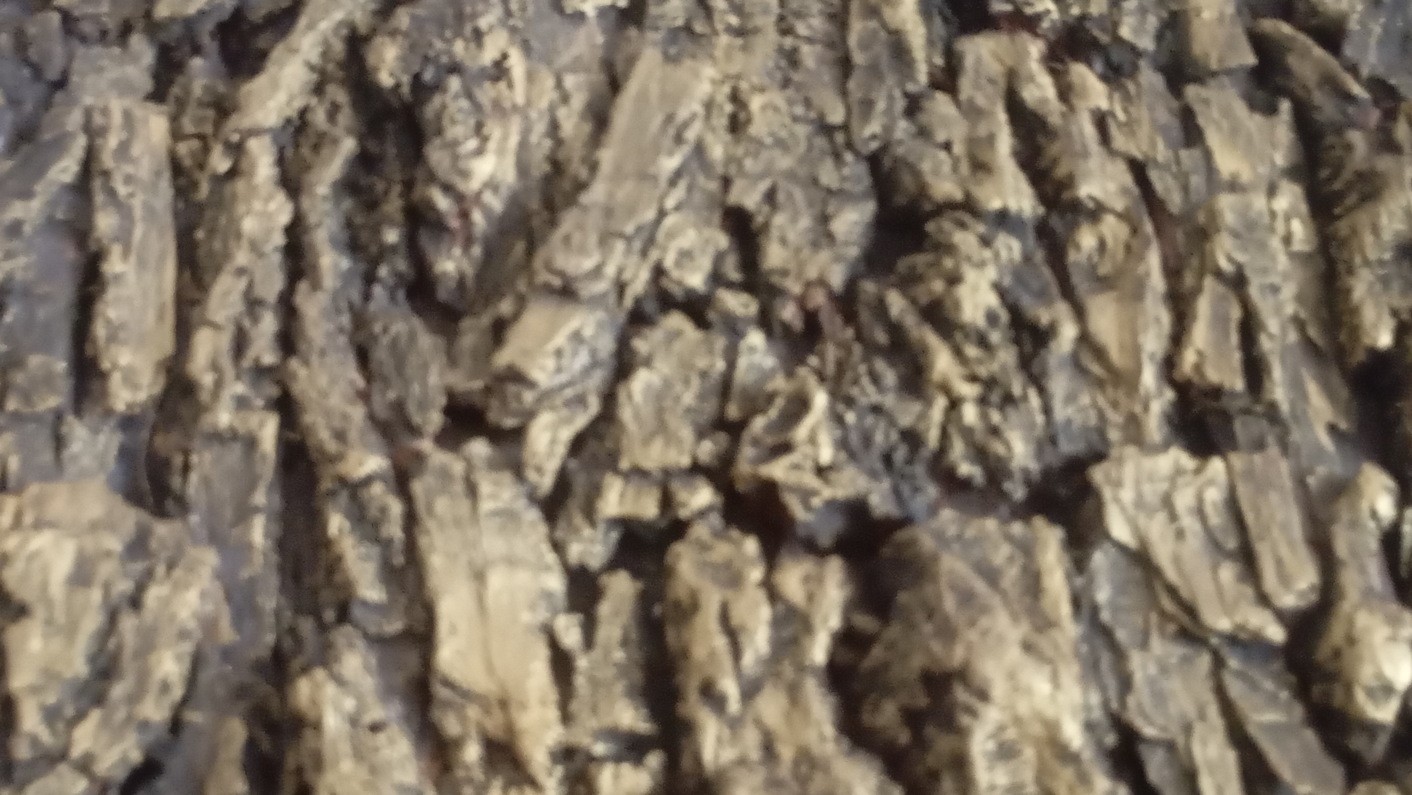 🔥@#Золотая Кора❗🌟