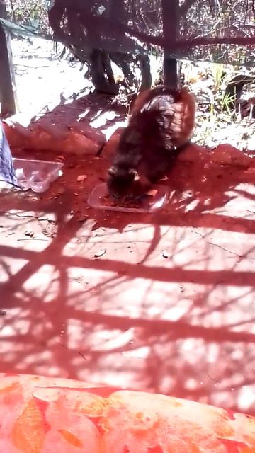 Красивый пушистый котик появился на даче