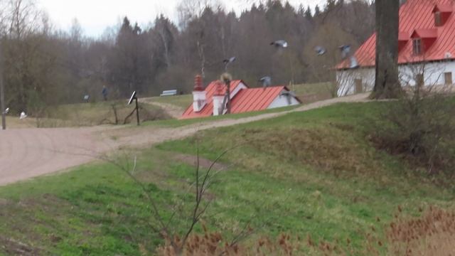 Голуби Приоратского парка Гатчины
