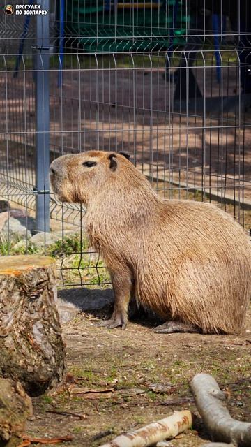 Капибара Капитоша. Зоо Дзен, Токсово, Ленинградская область