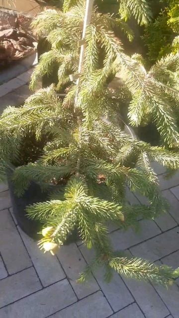 ❤🌲Ель канадская глаука Дент
✔Продажа растений в макс и телеграм канале: Https://t.me/love_is_hvoiny_