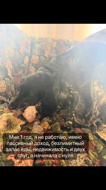 Русский охотничий спаниель