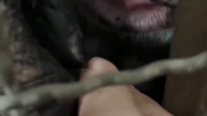 Шимпанзе ухаживает за человеком | ASMR Chimpanzee Grooming People