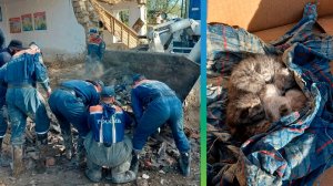 Спасенных котят в Дагестане увезут к себе тульские спасатели