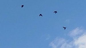 голуби Горловки