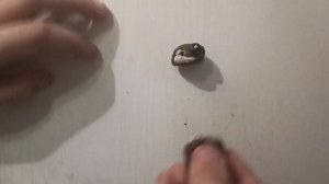 персонажи из моего аналогового хоррора в стиле My Singing Monsters