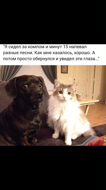 Очень внимательная собака) Приколы