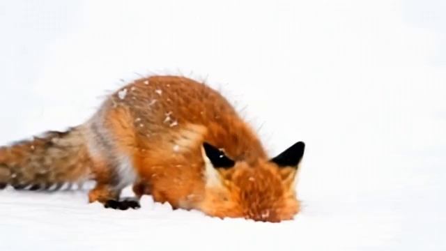 Маленький лисёнок играет в пушистом снегу