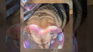 1000057101.mp4 (Собака наблюдает за устройством лестницы на 2-ой этаж в доме А-фрейм)