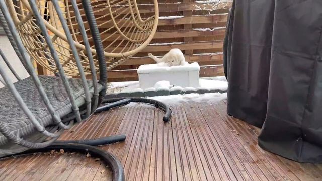 Красивый щенок