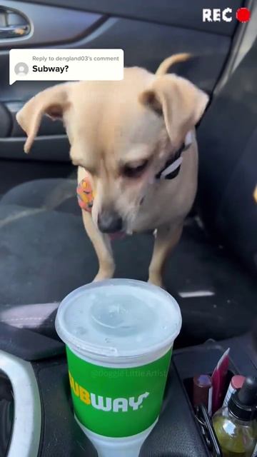 подборка сообразительных пёсиков