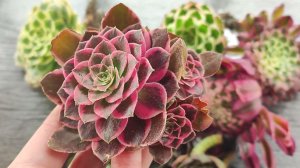 Яркая распаковка эониумов от Ирмы!