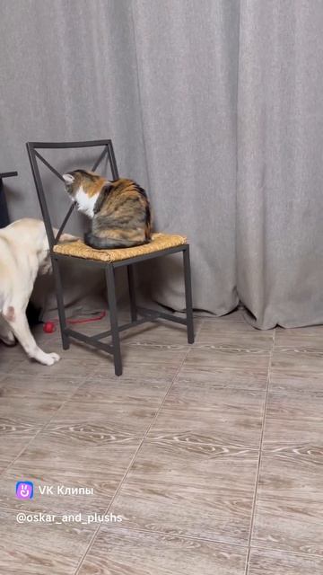 купили коту , а играет пес