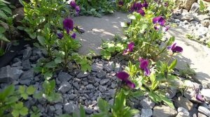 Музыка весеннего сада🌷🌷🌷