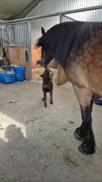 Video_2026-03-06_18-23-31