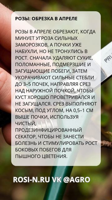 Розы: обрезка в апреле