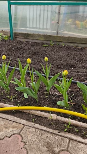 тюльпаны подкормка пятый день 26 апреля #теплица #дача #садоводничество #огород #уходзатеплицей