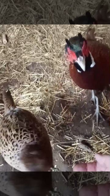 Да,фазаны действительно относятся к пугливым птицам.