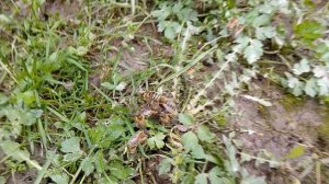 Тысячи мёртвых пчёл! Лучше бы я это не видел!