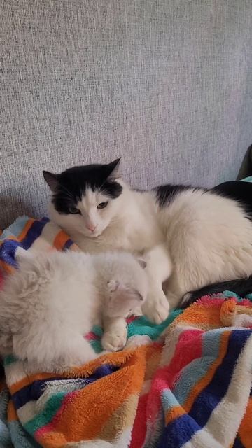 Макс и Лекс