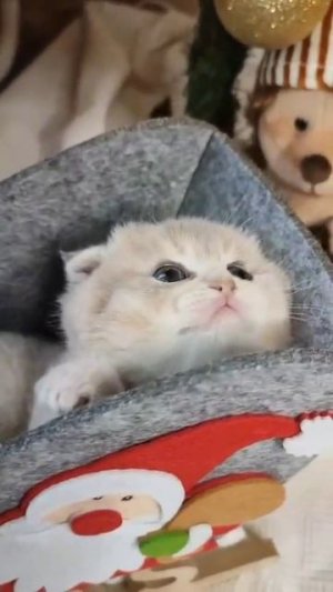 я маленькая булочка