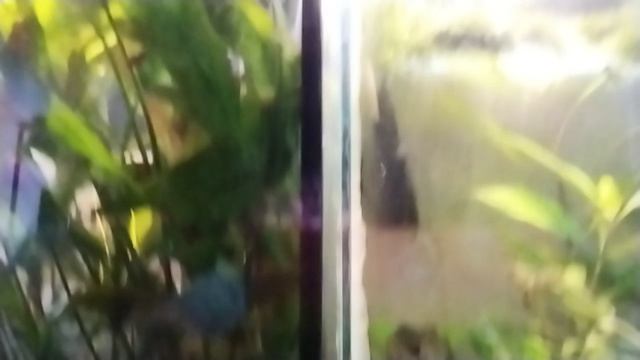 мои аквариумы