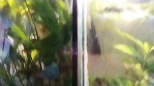 мои аквариумы