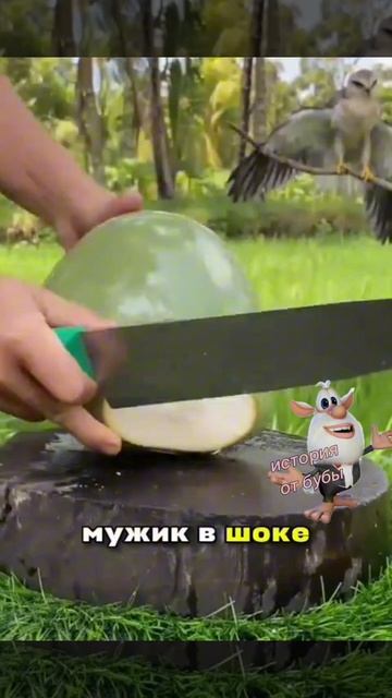 история от бубы