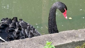 Усадьба Марьино