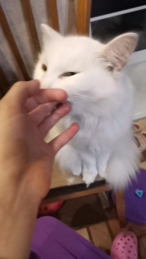 Кошка учит советам по блогерству