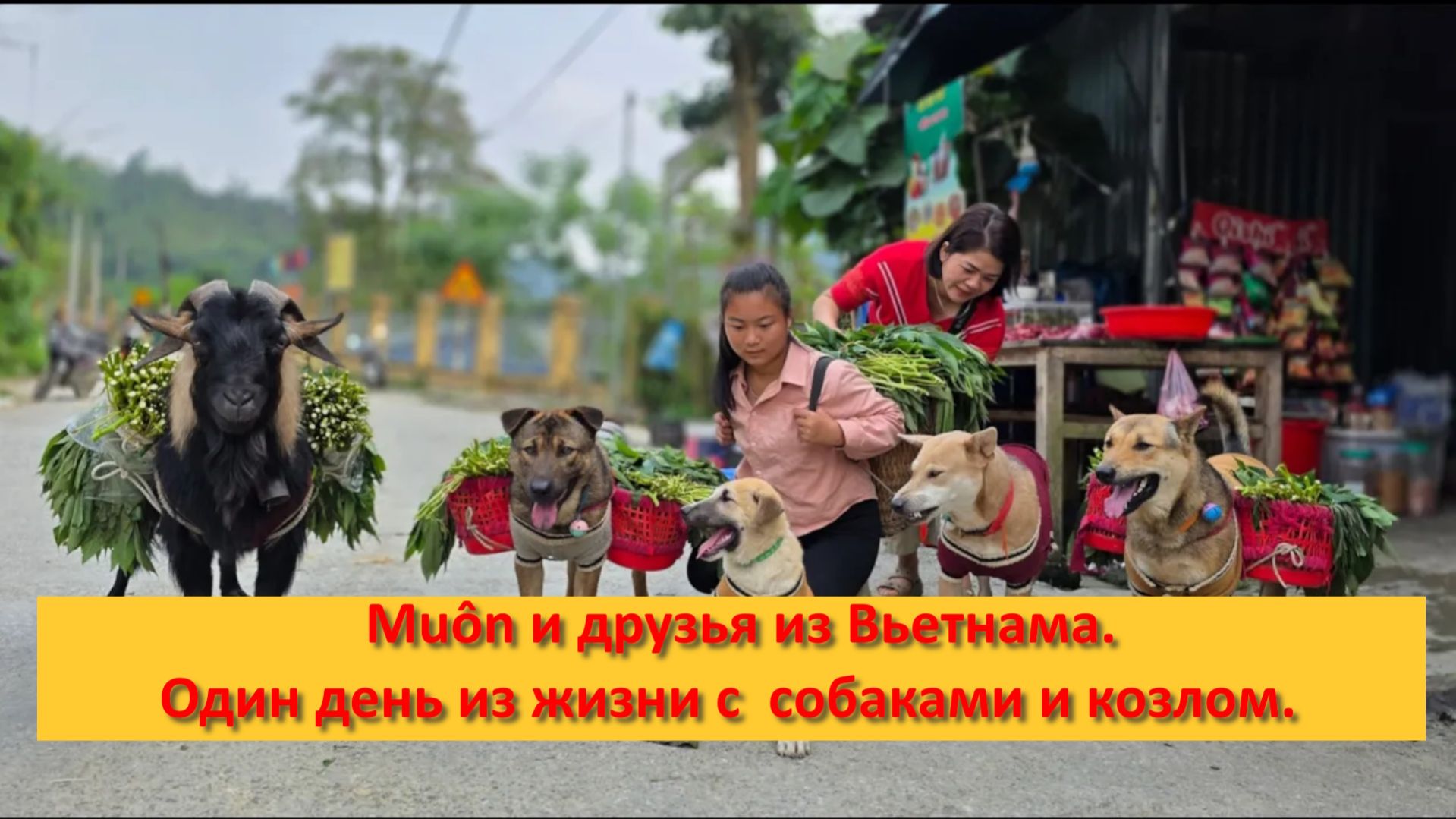 Muôn и друзья из Вьетнама. Один день из жизни с  собаками и козлом.