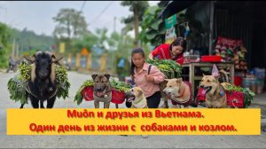 Muôn и друзья из Вьетнама. Один день из жизни с  собаками и козлом.