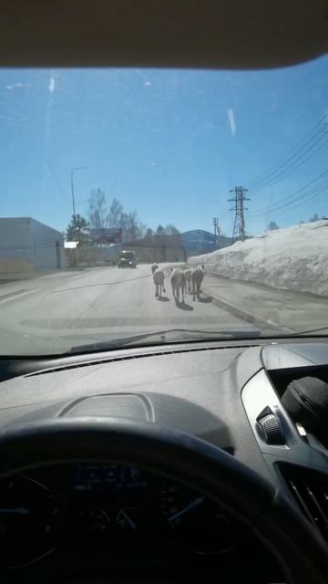 Дорожная обстановка в Шерегеше