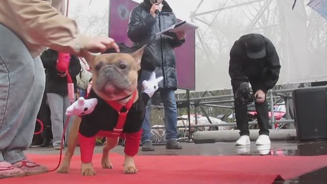 2026_21b Парад французских бульдогов (2-я часть: Бульдоги и их хозяева)