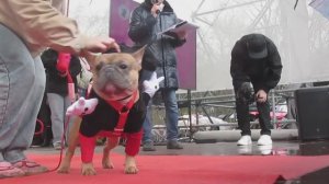 2026_21b Парад французских бульдогов (2-я часть: Бульдоги и их хозяева)