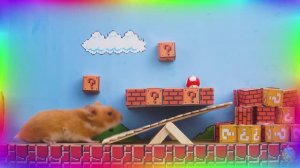 Умный хомяк все лабиринты! Испытание ума! часть 2