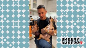 Пес Майло поет. Видели видео? Фрагмент выпуска от 26.04.2026