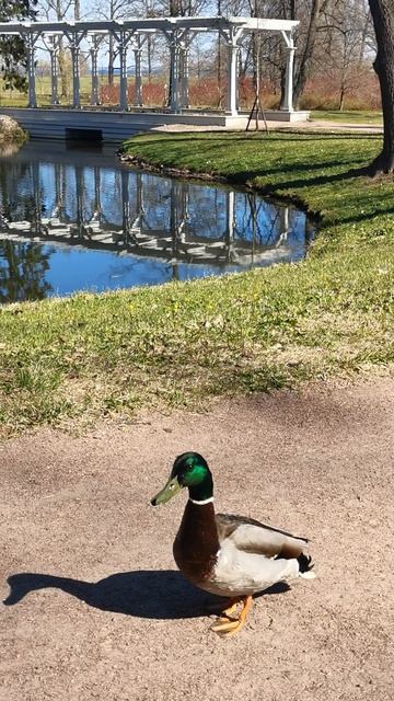 Тоже путешественница. Парк Александрия под Санкт-Петербургом.
