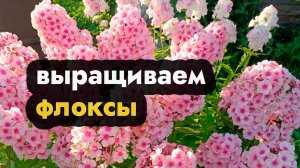 Посадить флоксы и правильно вырастить многолетние и однолетние флоксы советы по поливу и хранению