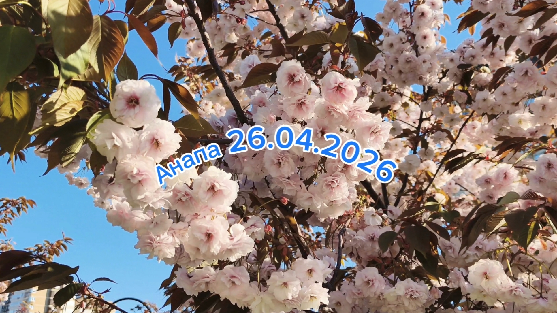 Анапа 26.04.2026