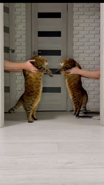 я один дома:)